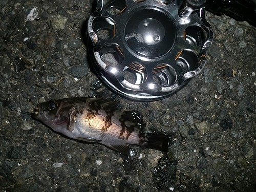 八景島界隈 久しぶりのヘチ釣り へちべぇ 夜釣りの釣り