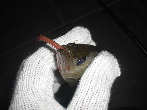 へちべぇ 勝ちどき１丁目 ガルプサンドワーム へちべぇ 夜釣りの釣り