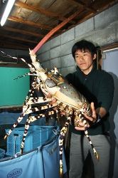 これは大きい ５キロのニシキエビ エビとカニの水族館 まとめの穴