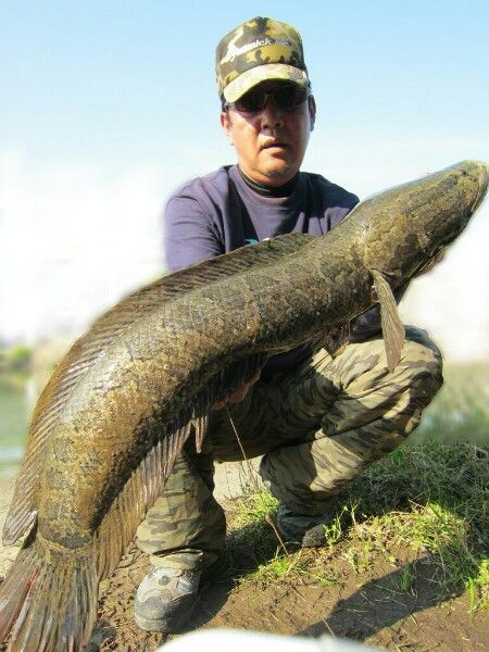 プロショップ藤岡 雷魚バス釣具通販＞SNAKE HEAD＞fenwick