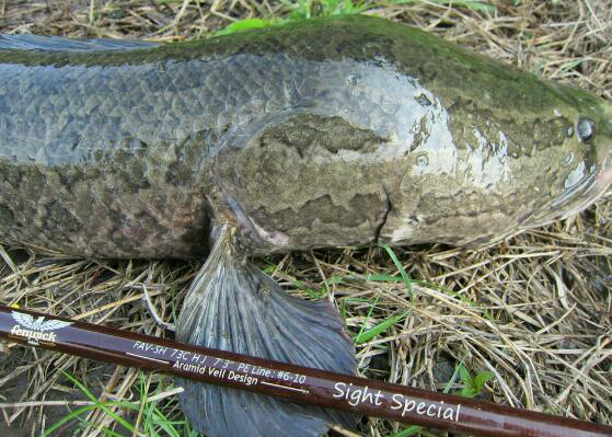 フェンウィック雷魚ロッド SIghtSpecial ! : 生涯 フェンウィック雷魚ロッド SIghtSpecial ! : 生涯