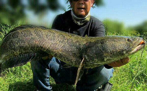 雷魚 夢の途中！ : 生涯の幸せのために！