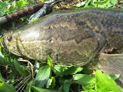 らいぎょ ライギョ 雷魚 生涯の幸せのために