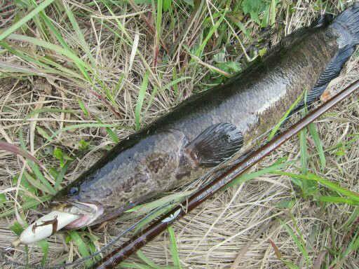 雷魚 シーズンラスト 生涯の幸せのために