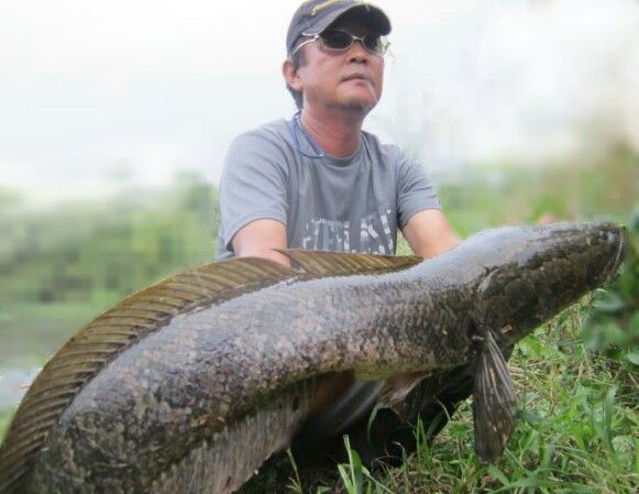 フェンウィック雷魚ロッド Small Waters！ : 生涯の幸せのために！