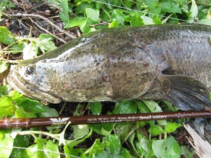 フェンウィック雷魚ロッド Small Waters！ : 生涯の幸せのために！