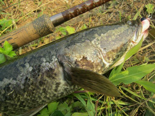 雷魚 梅雨入りのゲーム 生涯の幸せのために