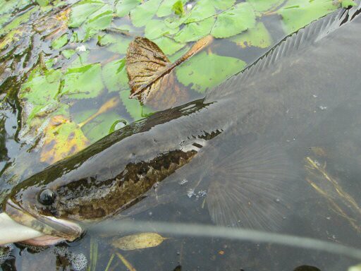 雷魚 シーズンラスト 生涯の幸せのために