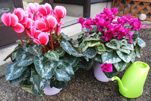 シクラメンへの水やり ヒサトわーるど22