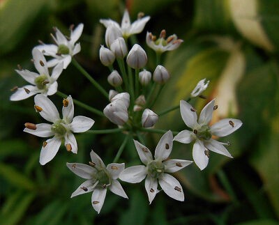 庭で見かける白い小さい花 ヒサトわーるど21