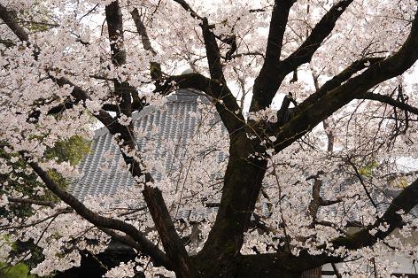 恵林寺の桜 内藤久夫の ほっと一息 日記