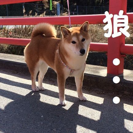 柴犬なつき取扱説明書