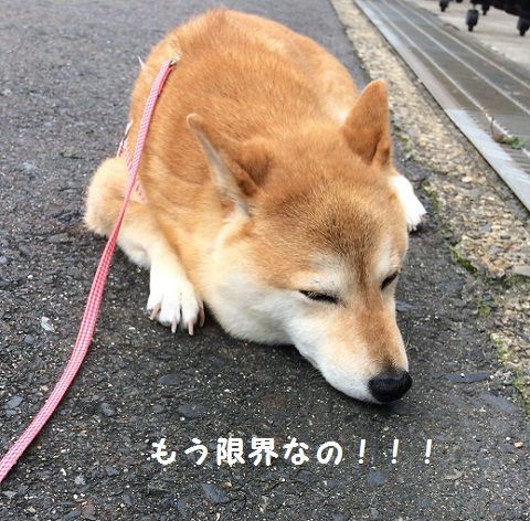 赤柴あるある 柴犬なつき取扱説明書