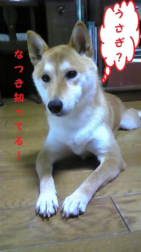 1歳 アレルギー マラセチア 柴犬なつき取扱説明書