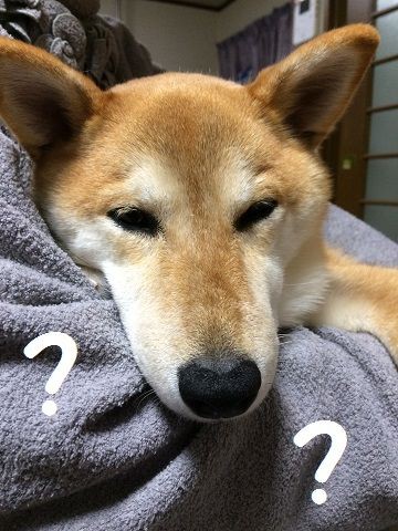 爪が折れて 中身がでちゃった 柴犬なつき取扱説明書