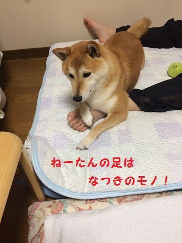 なっちゃん ｺﾋﾞﾄｷﾂﾈｻﾞﾙ ﾓｰﾄになる 柴犬なつき取扱説明書