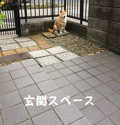 私の可愛い咬む犬 幼馴染と新参者 柴犬なつき取扱説明書