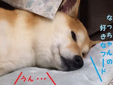 謎のはげ グレインフリー 柴犬なつき取扱説明書