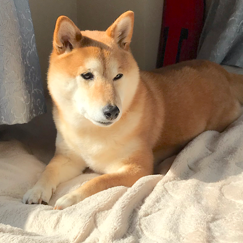 柴犬の 逃走癖 柴犬なつき取扱説明書