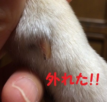 爪が折れて 中身がでちゃった 柴犬なつき取扱説明書