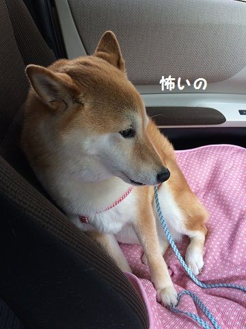 大好きな車の怖い所 柴犬なつき取扱説明書