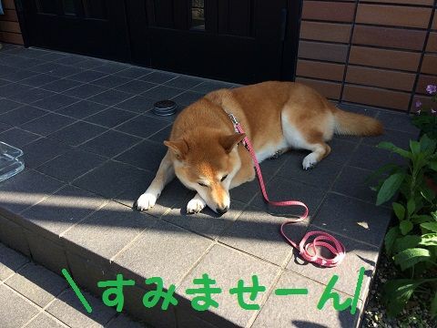 ダスキンさんに柴犬の説明をする 柴犬なつき取扱説明書