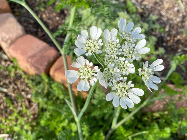 My Little Garden 4月下旬に咲く花は : ひとひらの葉っぱ