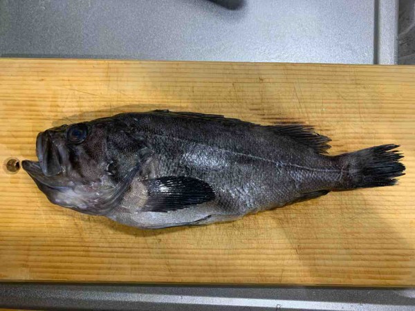 クロソイ 秋田県象潟産 あきたとさかな