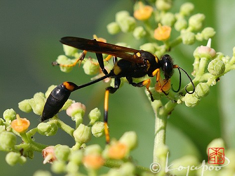ハチ 013 よくちぎれないな と思うほどの胴の細さ ベランダの訪問者たち