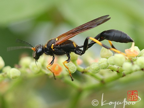 ハチ 022 おなかの黄色がちっちゃいッ アメリカジガバチ ベランダの訪問者たち