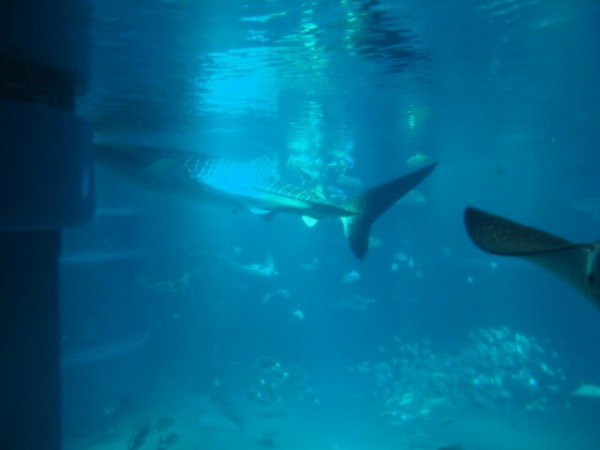 ワモンアザラシ ミゾレの北極圏水槽デビュー やっぱ 中野くんの ブログを 最高やな