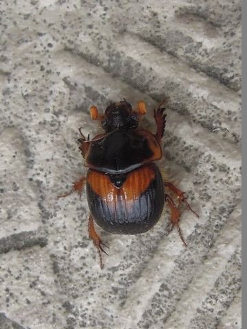 豪州の大型種ムネアカセンチ、Bolboleaus truncatus 特大 【公式通販】