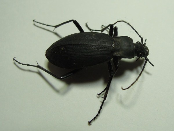 富士山のオサムシ フジクロナガオサムシ 富士山麓の自然