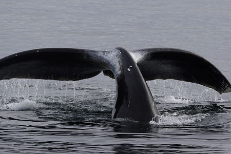 グリーンランドのホッキョククジラ Hiroya Minakuchi S Daily Pics 水口博也の取材日記