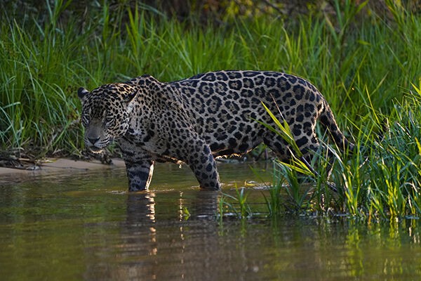 ブラジル パンタナルのジャガー Hiroya Minakuchi S Daily Pics 水口博也の取材日記