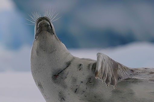 南極のアザラシ3種 Hiroya Minakuchi S Daily Pics 水口博也の取材日記 南極のアザラシ3種 Hiroya Minakuchi S Daily Pics 水口博也の取材日記