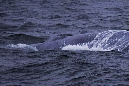 スバールバル諸島の大型鯨 : Hiroya Minakuchi's Daily Pics