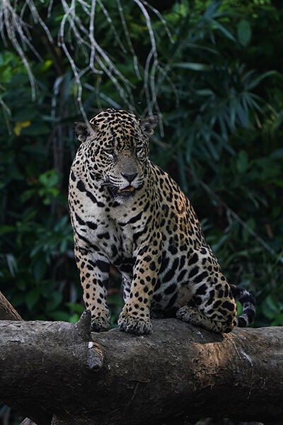 ブラジル パンタナルのジャガー Hiroya Minakuchi S Daily Pics 水口博也の取材日記