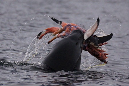 ジェンツーペンギンを襲うヒョウアザラシ Hiroya Minakuchi S Daily Pics 水口博也の取材日記