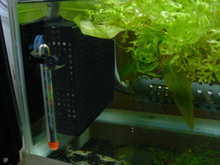 自作背面フィルター みぃは屋