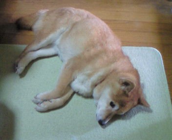 梅雨入り本番みたいですね 悪天候な日になってますが 犬は寝てます 趣味のツボ