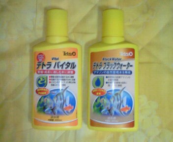 フラワーホーンの水カビ病も 殆どが完治しました エサ食いも 回復しつつあります 趣味のツボ