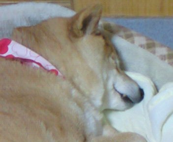 寝る犬 歩く犬 泳ぐ魚に脱皮したコーンスネークです 動物の行動色々 趣味のツボ