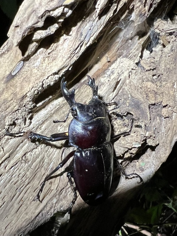 2024年 西表島マルバネクワガタ採集記 : ほっほ：いしとむしとやまの人