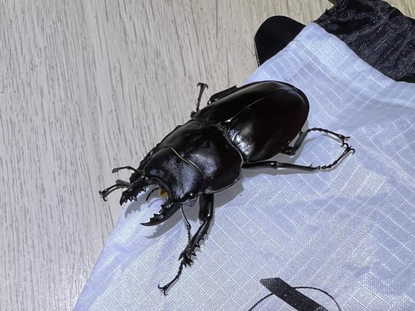 2024年 西表島マルバネクワガタ採集記 : ほっほ：いしとむしとやまの人