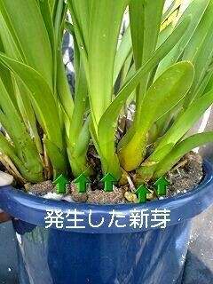 シンビジウム春の芽かき My Favorite Things Are