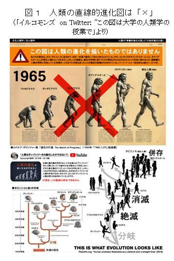 縄文ノート87 人類進化図の５つの間違い の紹介 帆人の古代史メモ