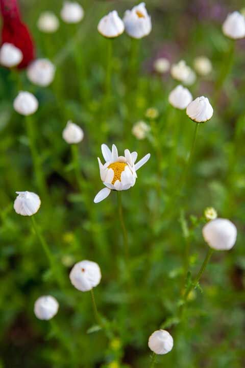 家のまわりの花2023年5月 : あいの日々徒然2