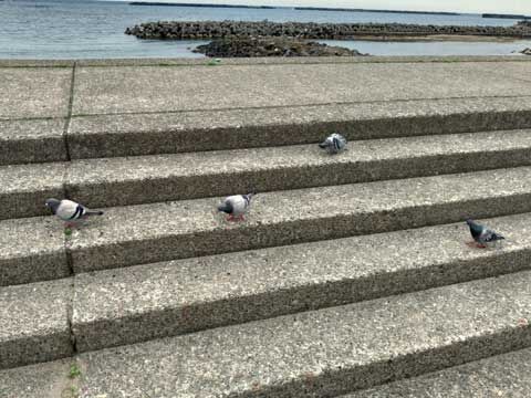 越後出雲崎天領の里 あいの日々徒然２