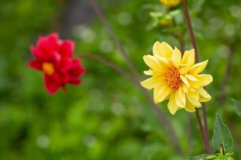 6月に咲いた庭の花 : あいの日々徒然2